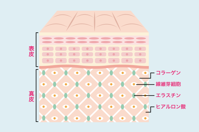 肌図：肌の表皮と真皮