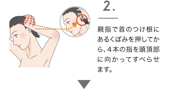 2.親指で首のつけ根にあるくぼみを押してから、４本の指を頭頂部に向かってすべらせます。