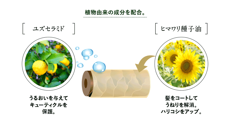 植物由来の成分を配合。 ユズセラミド うるおいを与えてキューティクルを保護。 ヒマワリ種子油 髪をコートしてうねりを解消。ハリコシをアップ