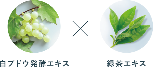 白ブドウ発酵エキス×緑茶エキス