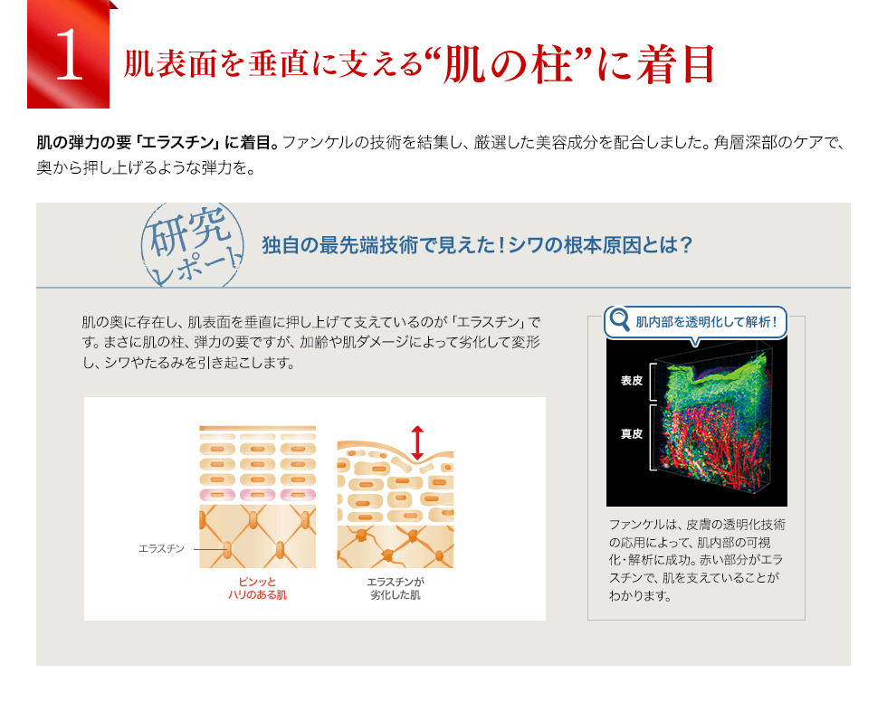 肌表面を垂直に支える“肌の柱”に着目