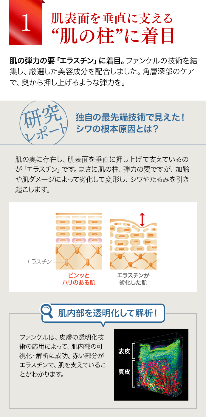 肌表面を垂直に支える“肌の柱”に着目