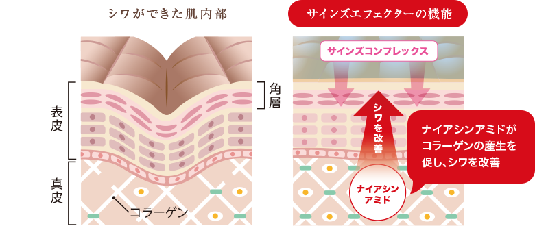 サインズエフェクターの機能 ナイアシンアミドがコラーゲンの産生を促し、シワを改善