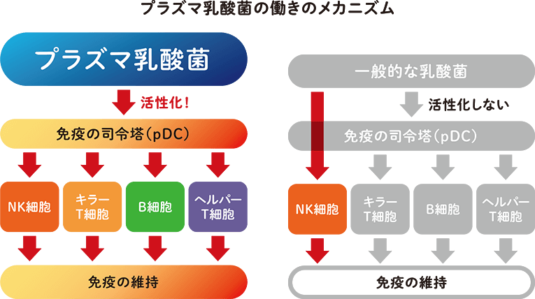 プラズマ乳酸菌の働きのメカニズム