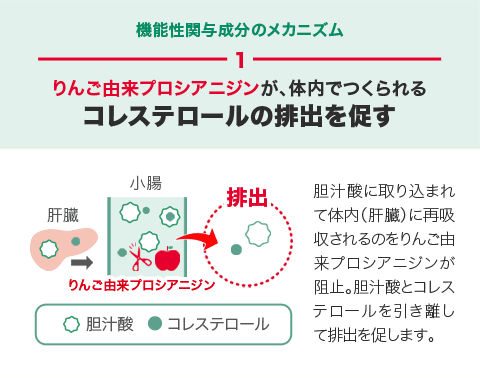 機能性関与成分のメカニズム1 りんご由来プロシアニジンが、体内でつくられるコレステロールの排出を促す りんご由来プロシアニジン 胆汁酸に取り込まれて体内（肝臓）に再吸収されるのをりんご由来プロシアニジンが阻止。胆汁酸とコレステロールを引き離して排出を促します。