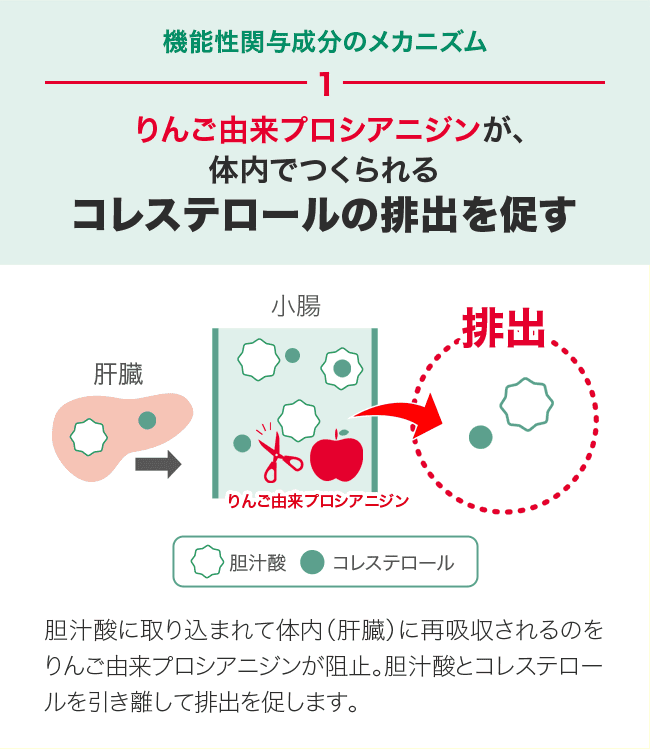 機能性関与成分のメカニズム1 りんご由来プロシアニジンが、体内でつくられるコレステロールの排出を促す りんご由来プロシアニジン 胆汁酸に取り込まれて体内（肝臓）に再吸収されるのをりんご由来プロシアニジンが阻止。胆汁酸とコレステロールを引き離して排出を促します。