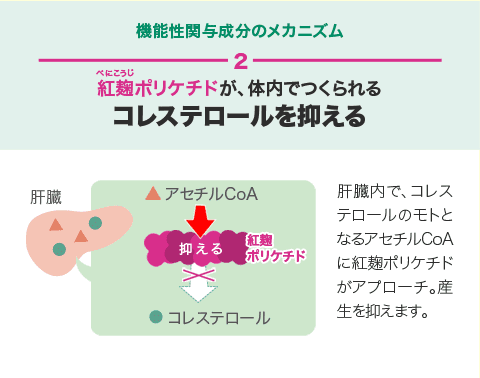 機能性関与成分のメカニズム2 紅麹ポリケチドが、体内でつくられるコレステロールを抑える 紅麹ポリケチド 肝臓内で、コレステロールのモトとなるアセチルCoAに紅麹ポリケチドがアプローチ。産生を抑えます。