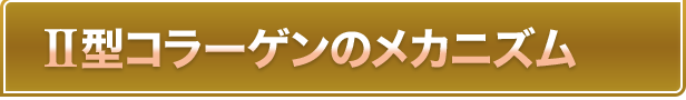 2型コラーゲンのメカニズム