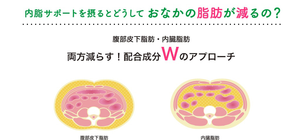 内脂サポートを摂るとどうしておなかの脂肪が減るの？ 腹部皮下脂肪・内臓脂肪両方減らす！配合成分Wのアプローチ