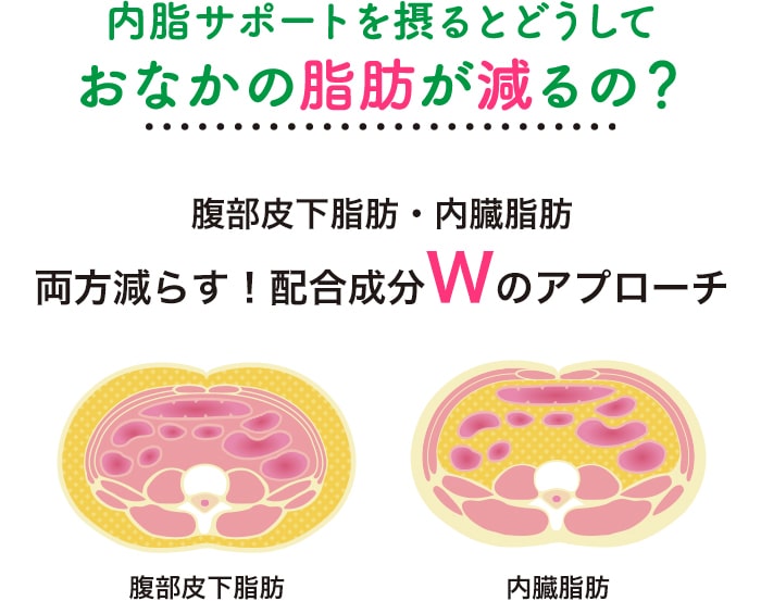 内脂サポートを摂るとどうしておなかの脂肪が減るの？ 腹部皮下脂肪・内臓脂肪両方減らす！配合成分Wのアプローチ