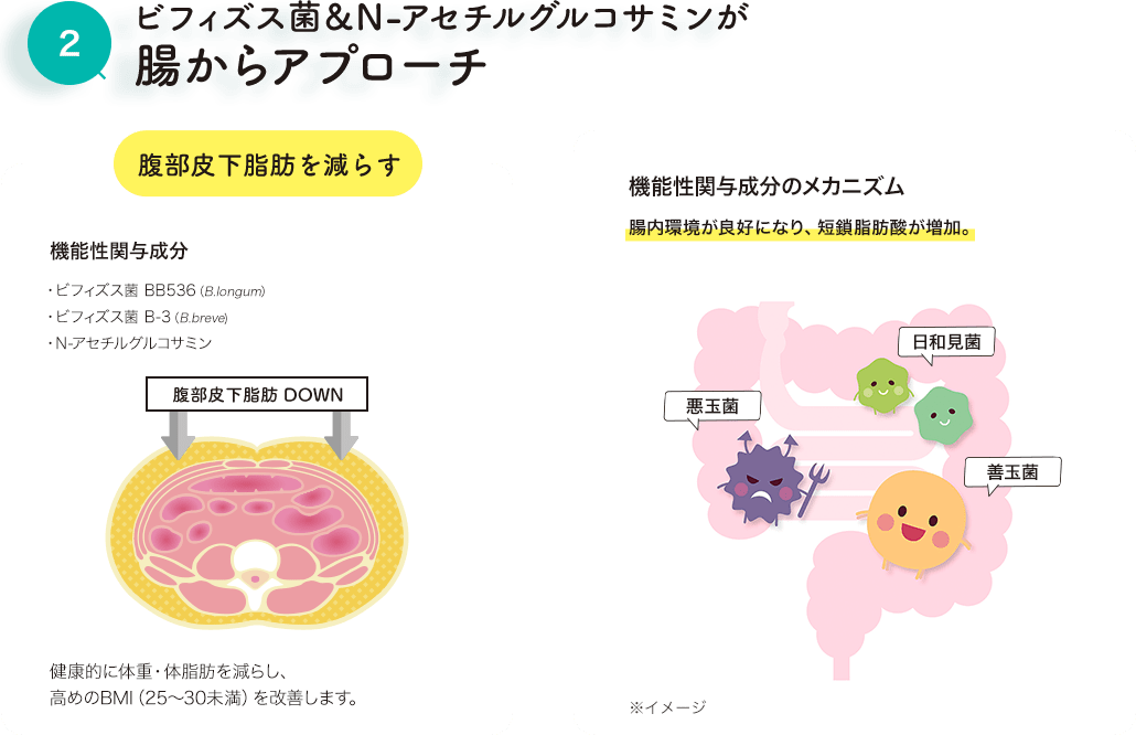 2.ビフィズス菌＆N-アセチルグルコサミンが腸からアプローチ 腹部皮下脂肪を減らす 機能性関与成分 ・ビフィズス菌 BB536（B.longum）・ビフィズス菌 B-3（B.breve)・N-アセチルグルコサミン 腹部皮下脂肪 DOWN 健康的に体重・体脂肪を減らし、高めのBMI（25?30未満）を改善します。 機能性関与成分のメカニズム 腸内環境が良好になり、短鎖脂肪酸が増加。