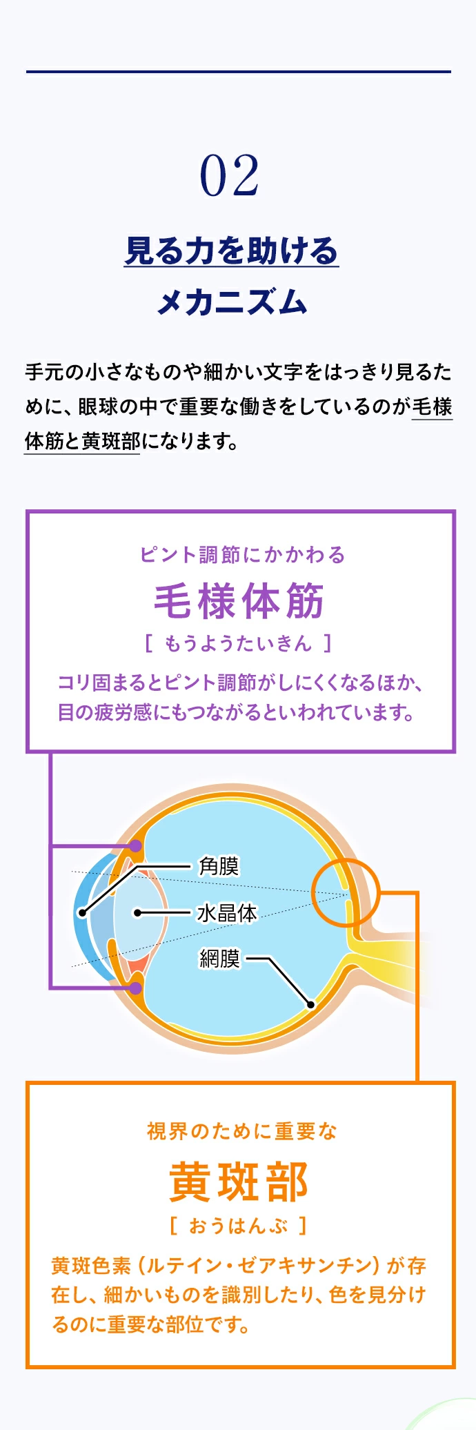 02 見る力を助けるメカニズム 手元の小さなものや細かい文字をはっきり見るために、眼球の中で重要な働きをしているのが毛様体筋と黄斑部になります。