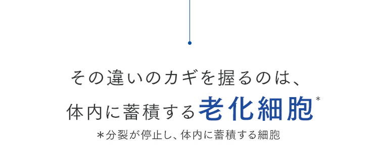 その違いのカギを握るのは、体内に蓄積する老化細胞