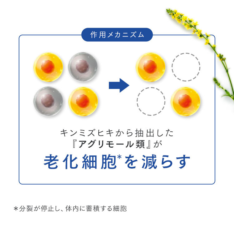 作用メカニズムキンミズヒキから抽出した『アグリモール類』が老化細胞を減らす