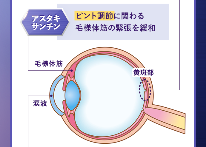 アスタキサンチン ピント調節に関わる毛様体筋の緊張を緩和