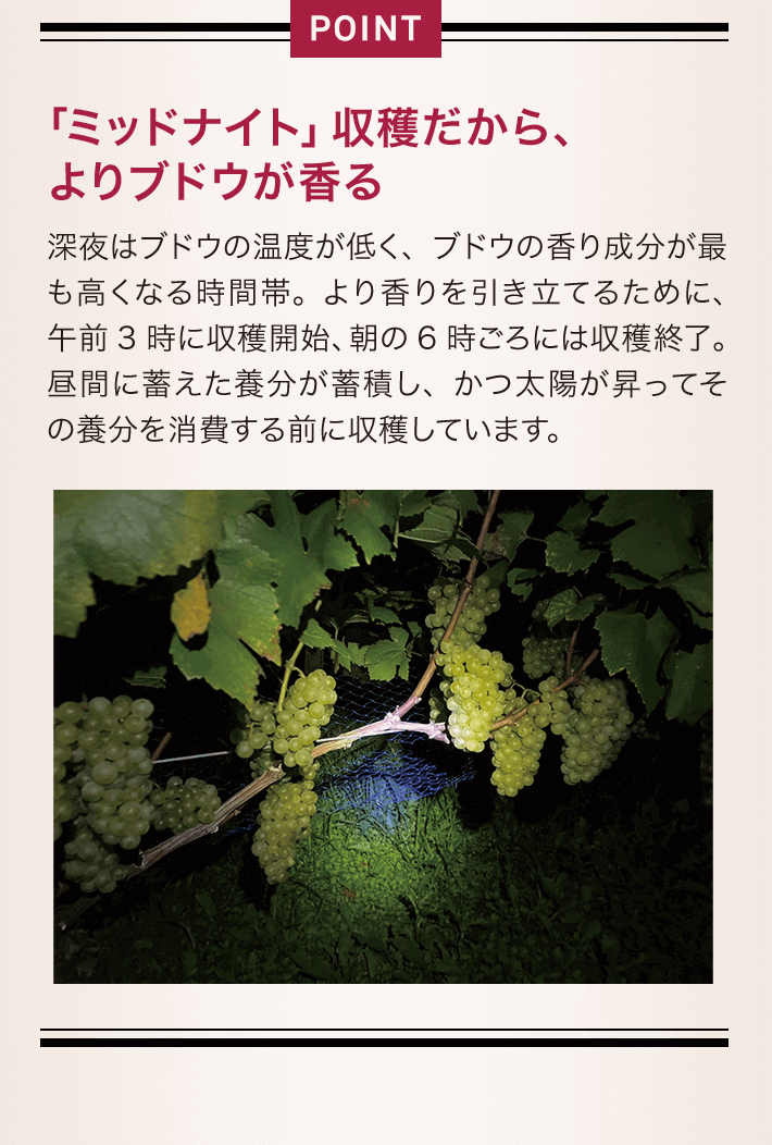 POINT 「ミッドナイト」収穫だから、よりブドウが香る 深夜はブドウの温度が低く、ブドウの香り成分が最も高くなる時間帯。より香りを引き立てるために、午前3時に収穫開始、朝の6時ごろには収穫終了。昼間に蓄えた養分が蓄積し、かつ太陽が昇ってその養分を消費する前に収穫しています。