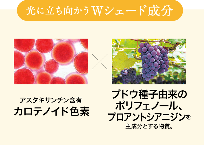 光に立ち向かうWシェード成分 アスタキサンチン含有 カロテノイド色素×ブドウ種子由来の ポリフェノール、プロアントシアニジンを 主成分とする物質