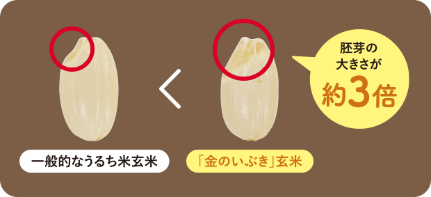 胚芽の大きさは一般的なうるち米玄米の3倍