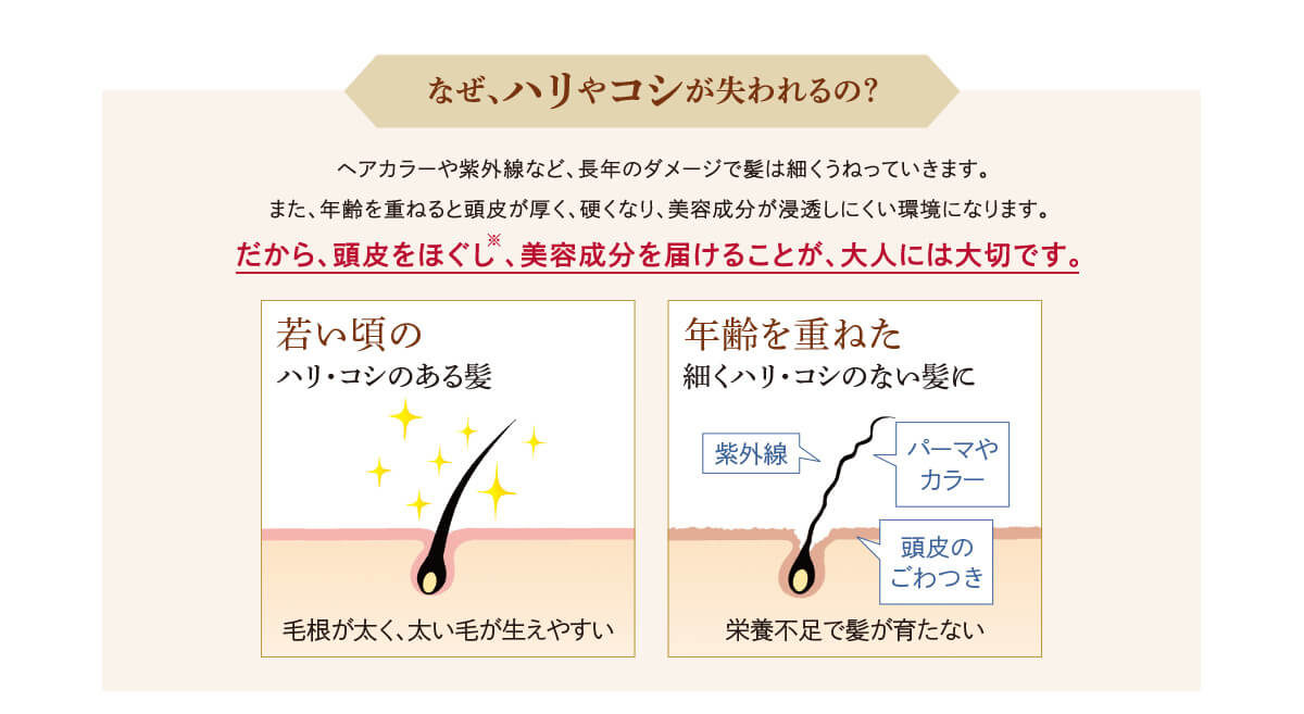 なぜハリやコシが失われるの？