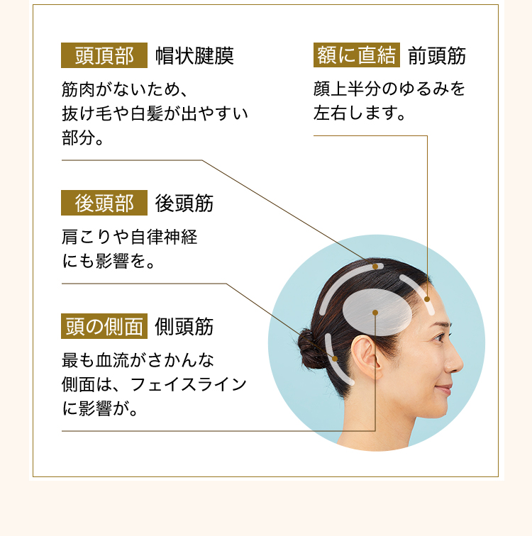 頭頂部 帽状腱膜 筋肉がないため、抜け毛や白髪が出やすい部分。額に直結 前頭筋 顔上半分のゆるみを左右します。 後頭部 後頭筋 肩こりや自律神経にも影響を。 頭の側面 側頭筋 最も血流がさかんな側面は、フェイスラインに影響が。