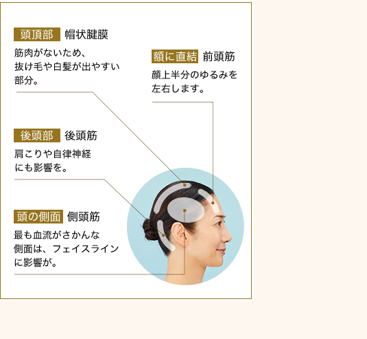 頭頂部 帽状腱膜 筋肉がないため、抜け毛や白髪が出やすい部分。額に直結 前頭筋 顔上半分のゆるみを左右します。 後頭部 後頭筋 肩こりや自律神経にも影響を。 頭の側面 側頭筋 最も血流がさかんな側面は、フェイスラインに影響が。