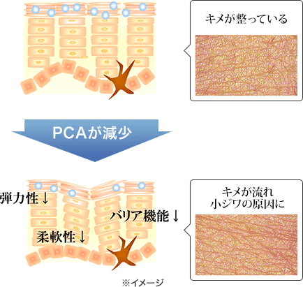 キメが整っている PCAが減少 弾力性↓ 柔軟性↓ バリア機能↓ キメが流れ 小ジワの原因に