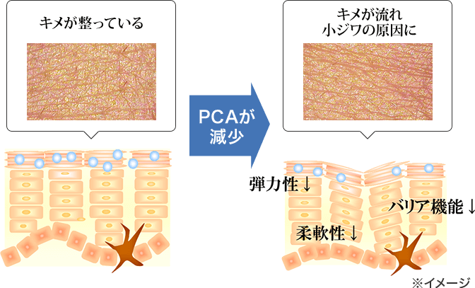 キメが整っている PCAが減少 弾力性↓ 柔軟性↓ バリア機能↓ キメが流れ 小ジワの原因に