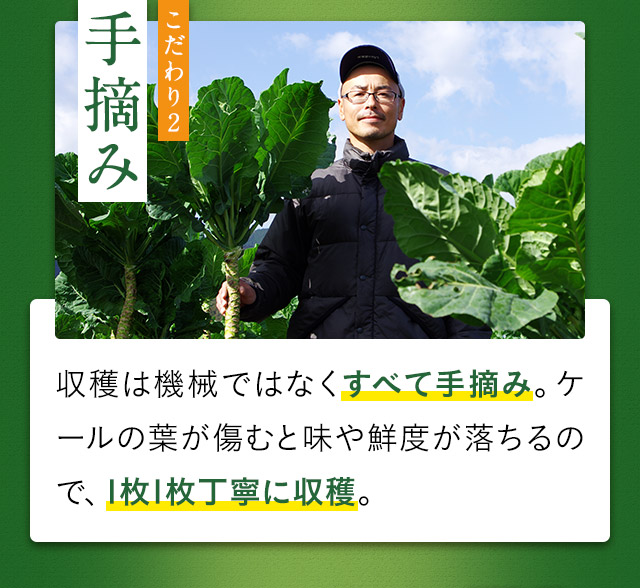 こだわり2 手摘み