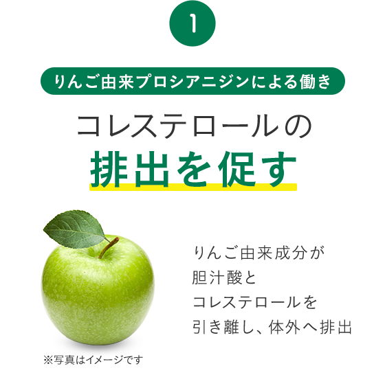 りんご由来プロシアニジンによる働き コレステロールの排出を促す