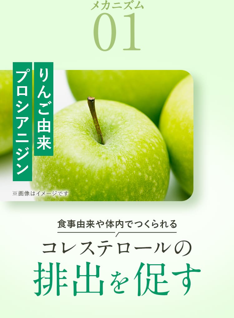 メカニズム01 りんご由来プロシアニジン 食事由来や体内でつくられるコレステロールの排出を促す