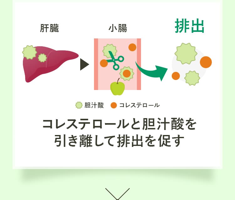 コレステロールと胆汁酸を引き離して排出を促す