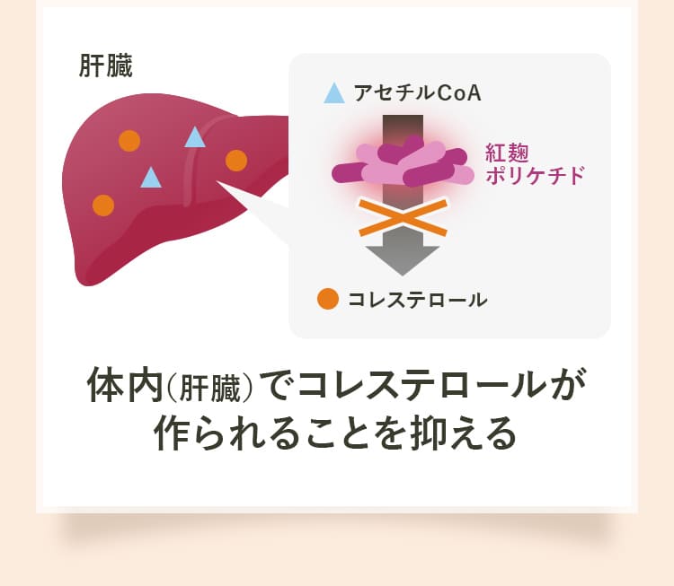 体内（肝臓）でコレステロールが作られることを抑える