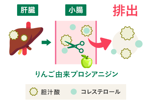 りんご由来プロシアニジンがコレステロールの排出を促す