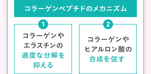 コラーゲンペプチドのメカニズム 1.コラーゲンやエラスチンの過度な分解を抑える / 2.コラーゲンやヒアルロン酸の合成を促す 