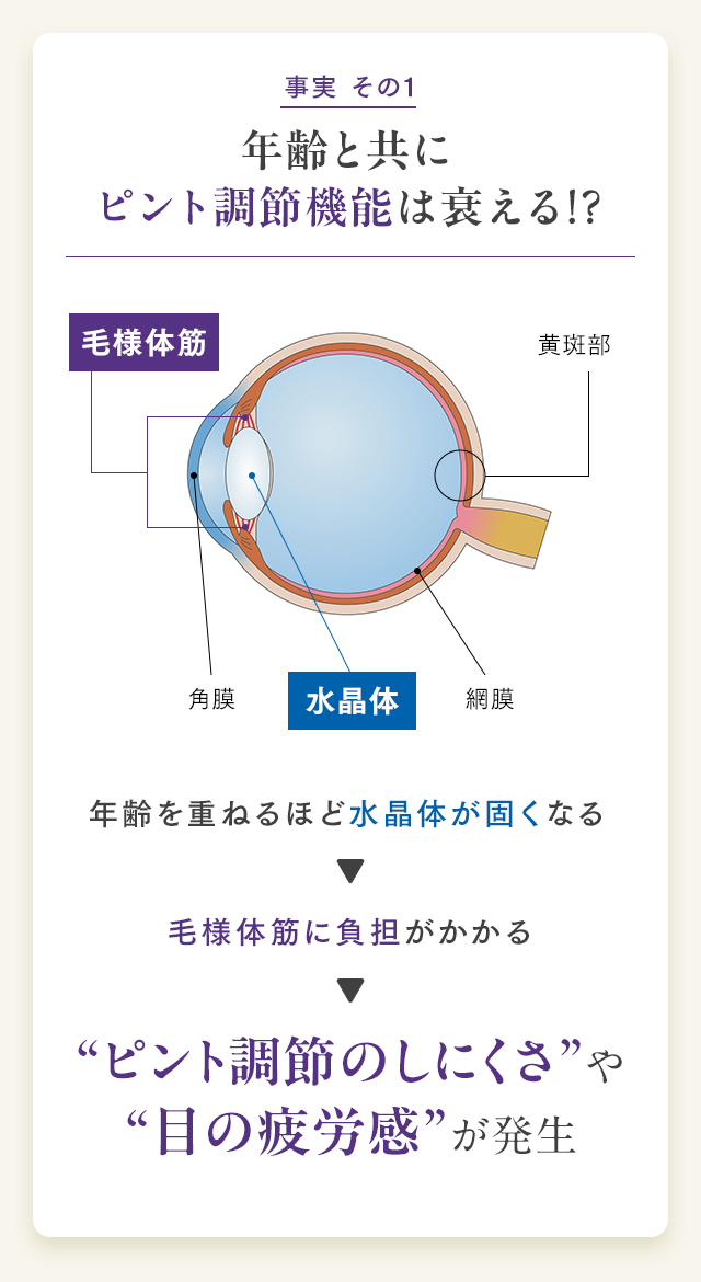 事実 その1 年齢と共にピント調節機能は衰える!? 年齢を重ねるほど水晶体が固くなる 毛様体筋に負担がかかる “ピント調節のしにくさ”や“目の疲労感”が発生