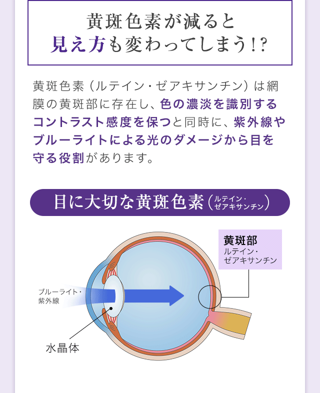 黄斑色素が減ると見え方も変わってしまう！？黄斑色素（ルテイン・ゼアキサンチン）は網膜の黄斑部に存在し、色の濃淡を識別するコントラスト感度を保つと同時に、紫外線やブルーライトによる光のダメージから目を守る役割があります。