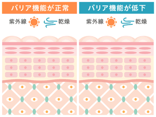 バリア機能のイメージ