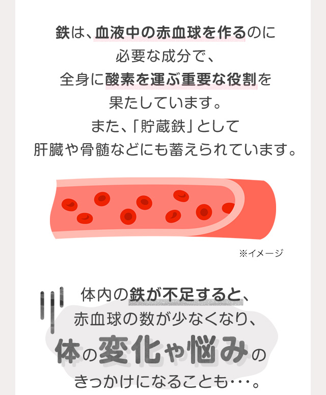 鉄は、血液中の赤血球を作るのに必要な成分で、全身に酸素を運ぶ重要な役割を果たしています。また、「貯蔵鉄」として肝臓や骨髄などにも蓄えられています。体内の鉄が不足すると、赤血球の数が少なくなり、体の変化や悩みのきっかけになることも・・・。