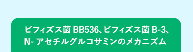 ビフィズス菌BB536、ビフィズス菌B-3、 N-アセチルグルコサミンのメカニズム