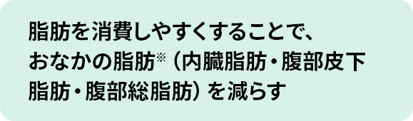 脂肪を消費しやすくすることで、おなかの脂肪※（内臓脂肪・腹部皮下脂肪・腹部総脂肪）を減らす
