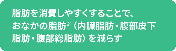 脂肪を消費しやすくすることで、おなかの脂肪※（内臓脂肪・腹部皮下脂肪・腹部総脂肪）を減らす