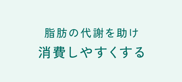 脂肪の代謝を助け消費しやすくする