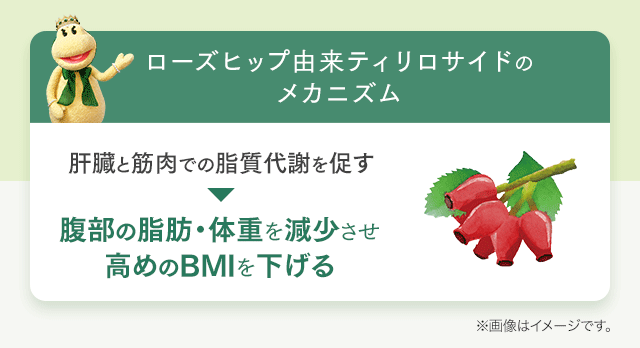 ローズヒップ由来ティリロサイドのメカニズム 肝臓と筋肉での脂質代謝を促す→腹部の脂肪・体重を減少させ高めのBMIを下げる