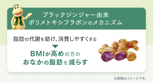 ブラックジンジャー由来ポリメトキシフラボンのメカニズム 脂肪の代謝を助け、消費しやすくする→BMIが高めの方のおなかの脂肪を減らす