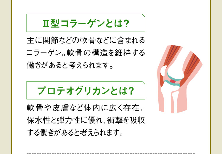 Ⅱ型コラーゲンとは？主に関節などの軟骨などに含まれるコラーゲン。軟骨の構造を維持する働きがあると考えられます。プロテオグリカンとは？軟骨や皮膚など体内に広く存在。保水性と弾力性に優れ、衝撃を吸収する働きがあると考えられます。