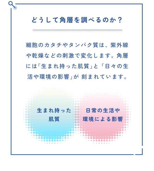 どうして角層を調べるのか？ 細胞のカタチやタンパク質は、 紫外線 や乾燥などの刺激で変化します。 角層 には「生まれ持った肌質」と 「日々の生 活や環境の影響」が 刻まれています。 日常の生活や 生まれ持った 環境による…