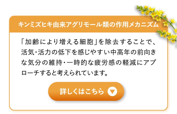 キンミズヒキ由来アグリモール類の作用メカニズム 「加齢により増える細胞」を除去することで、活気・活力の低下を感じやすい中高年の前向きな気分の維持・一時的な疲労感の軽減にアプローチすると考えられています。詳しくはこちら