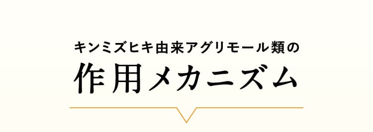 キンミズヒキ由来アグリモール類の作用メカニズム