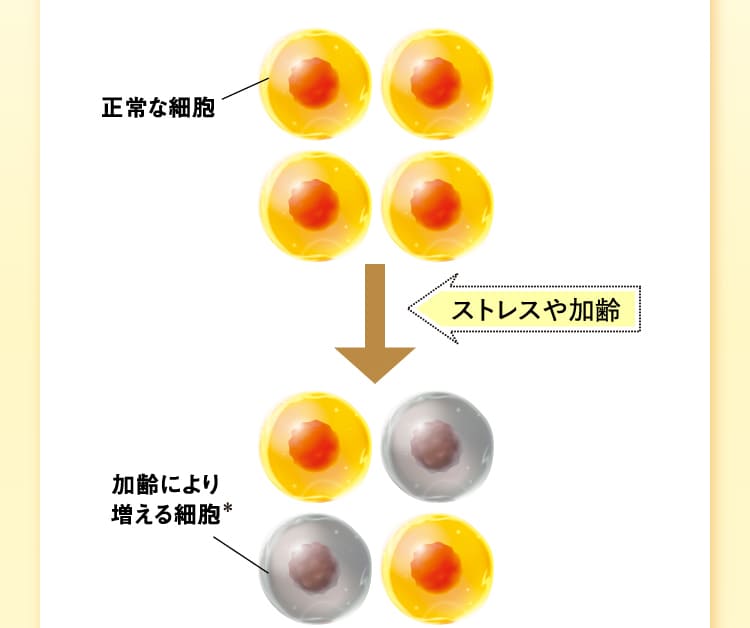 正常な細胞 ストレスや加齢 加齢により増える細胞