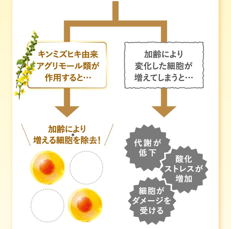 キンミズヒキ由来アグリモール類が作用すると… 加齢により増える細胞を除去！ 加齢により変化した細胞が増えてしまうと… 代謝が低下 酸化ストレスが増加 細胞がダメージを受ける
